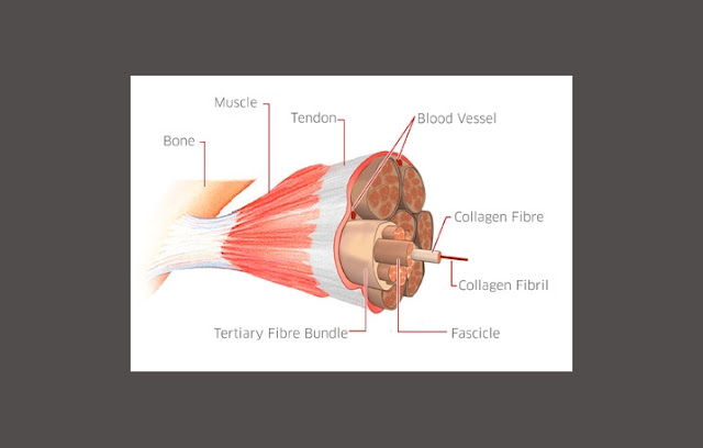 Structure of Tendon