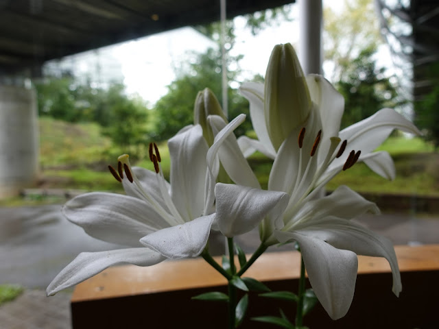 とっとり花回廊のゆりの館