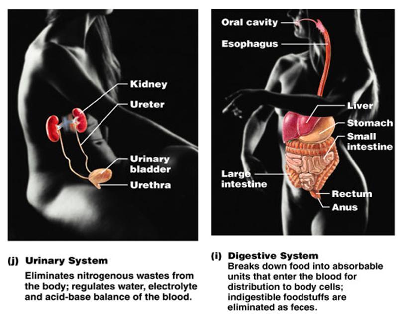 circulatory system diagram blank. circulatory system diagram