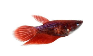 Female fighter fish