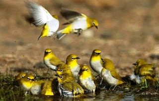 cara merawat burung,racikan makanan pleci biar cepat gacor,racikan makanan pleci juara,makanan pleci agar cepat gacor,racikan pakan pleci lomba,