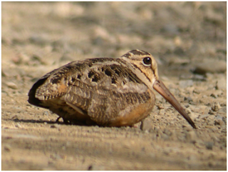 burung pelatuk