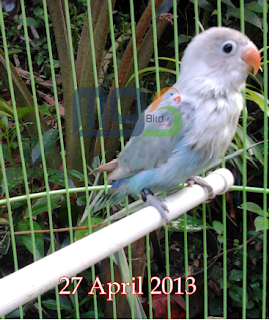 Mengatasi Splay Legs (Kaki Mengangkang) Pada Anak Lovebird