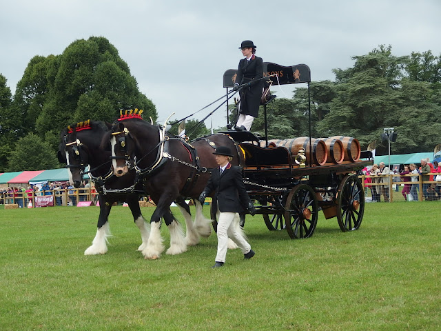 Robinson's shire horses strutting their stuff