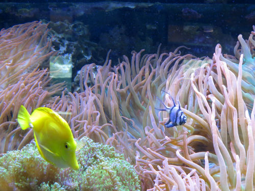 salt water aquarium