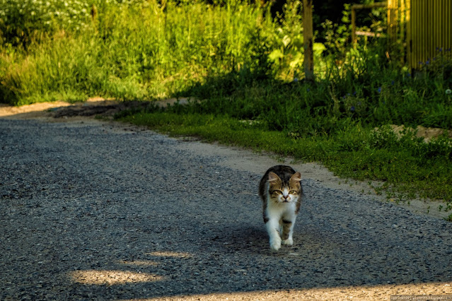 Кот идет на камеру