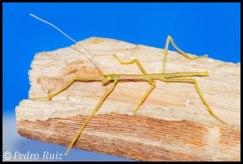 Ninfa L1 de Lopaphus sphalerus, 1,8 cm de longitud