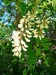 http://fr.wikipedia.org/wiki/Robinia_pseudoacacia