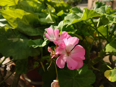 geranium flower
