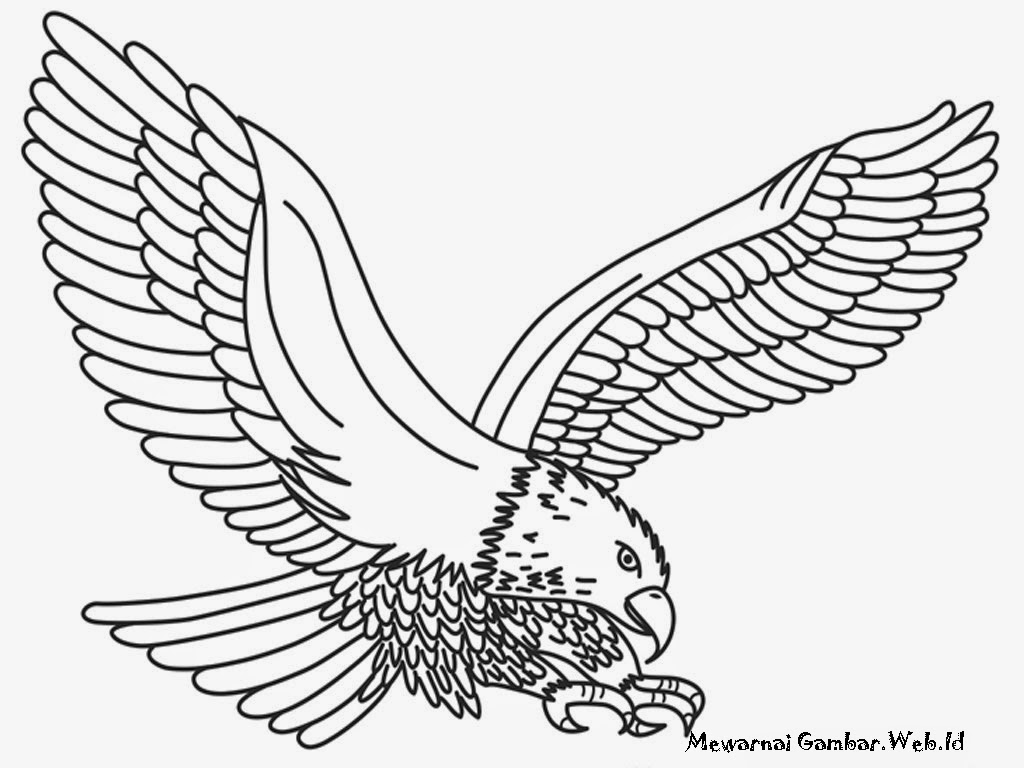 Contoh Gambar  Burung Garuda  Untuk Mewarnai KataUcap