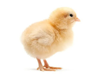 A chick.