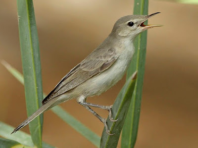 Zarcero pálido (Iduna pallida)