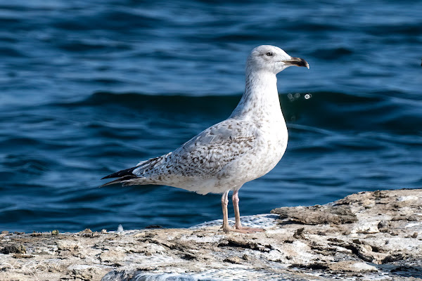 Herring gull