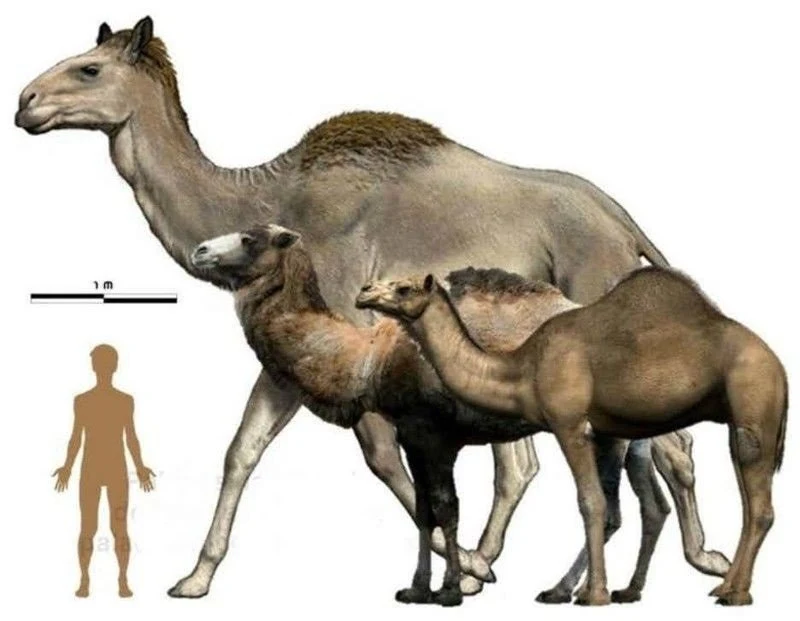 Giant Camels Lived Next To People 26.5 Thousand Years Ago