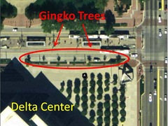 Ginkgo Sat Location