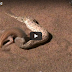 Snake vs. Lizard