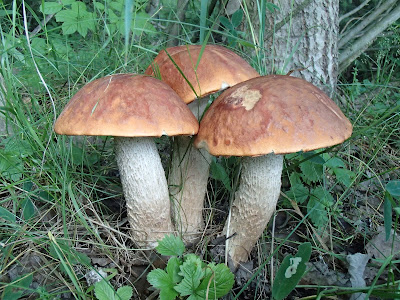  Leccinum aurantiacum koźlarz czerwony