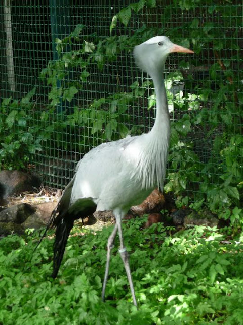 Crane wallpaper,crane images,crane photo,cute crane,beautiful crane,cranes,the crane,the cranes,crane birds,crane,birds,birds picture,about birds,birds images birds photo,birds picture,flying crane,animation crane,crane stand green grass,