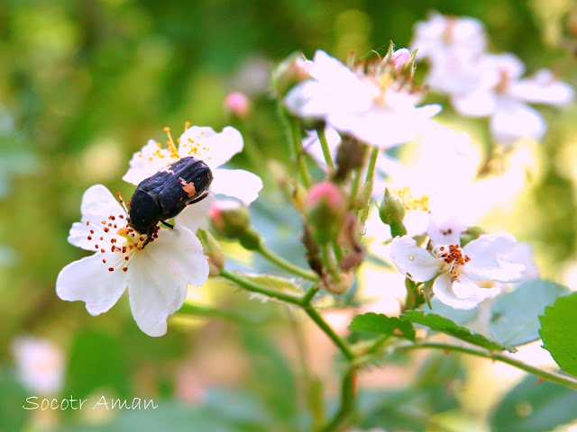 Glycyphana fulvistemma