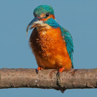 Kingfisher DFBridgeman