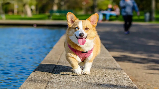 Corgi Dog