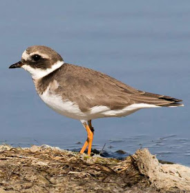 Charadrius hiaticula