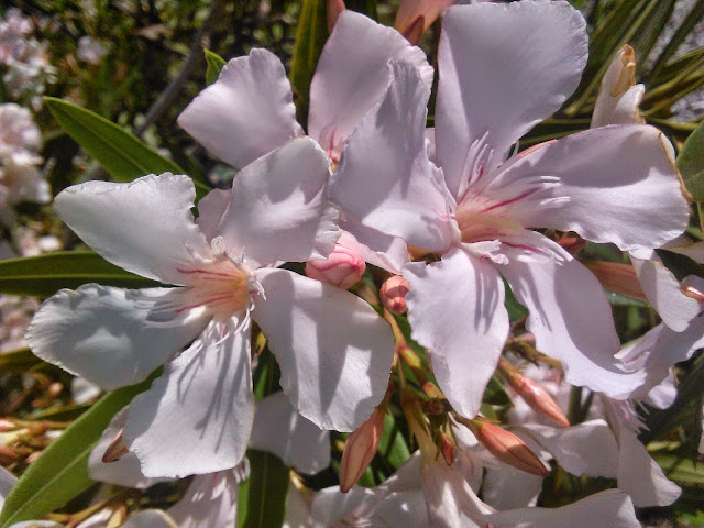 adelfas blancas