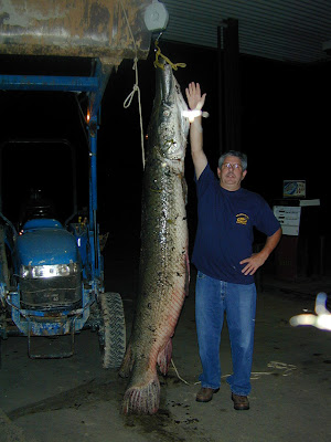 Alligator Gar Pictures 