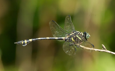 Ictinogomphus decoratus