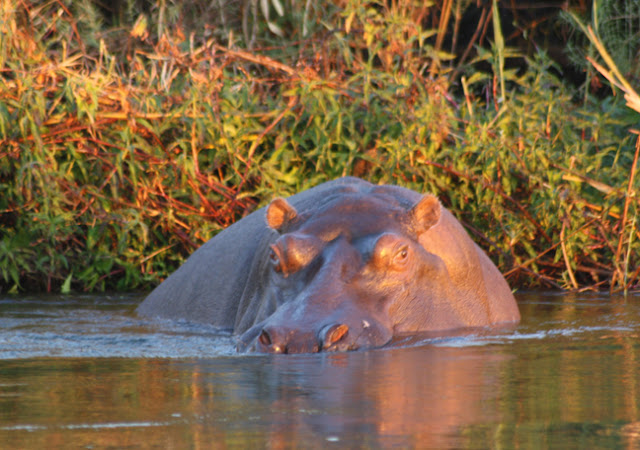 Hippo at Namushasha River Lodge Namibia