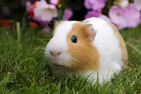 Adorable guinea pig munching on fresh vegetables