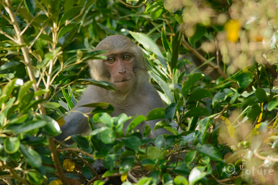 Macaca cyclopis, Formosan rock macaque, makaak, ahv, Taiwanese, Taiwani, monkey