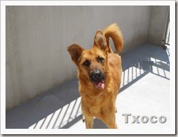 1Txoco