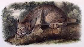 A color illustration of a lynx crouched on a log.