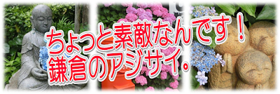  ちょっと素敵なんです！鎌倉のアジサイ