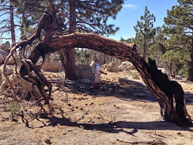 bent and twisted pine tree with Dan and David Gutierrez