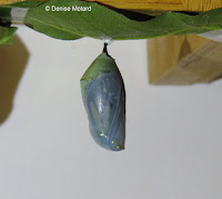 Aug. 20 : handicapped Monarch chrysalis will emerge soon - © Denise Motard