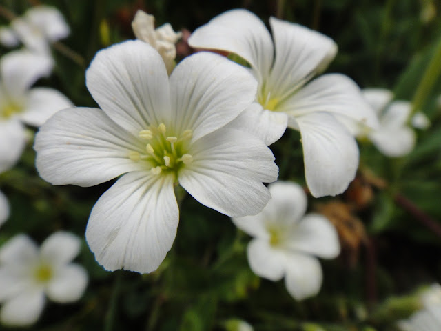 fleurs de montagne