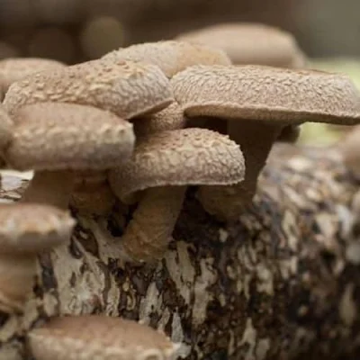 Hongo Shiitake
