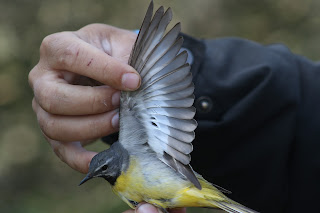 Male Grey Wagtail Underwing