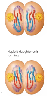 Pembelahan Meiosis dan Kromosom pada Manusia