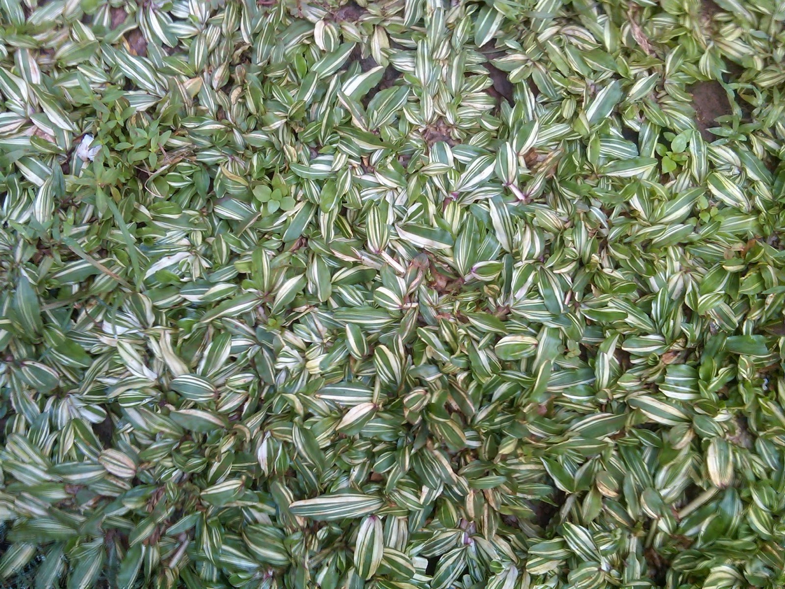  RUMPUT  GAJAH  MINI  VARIEGATA  JUAL TANAMAN HIAS