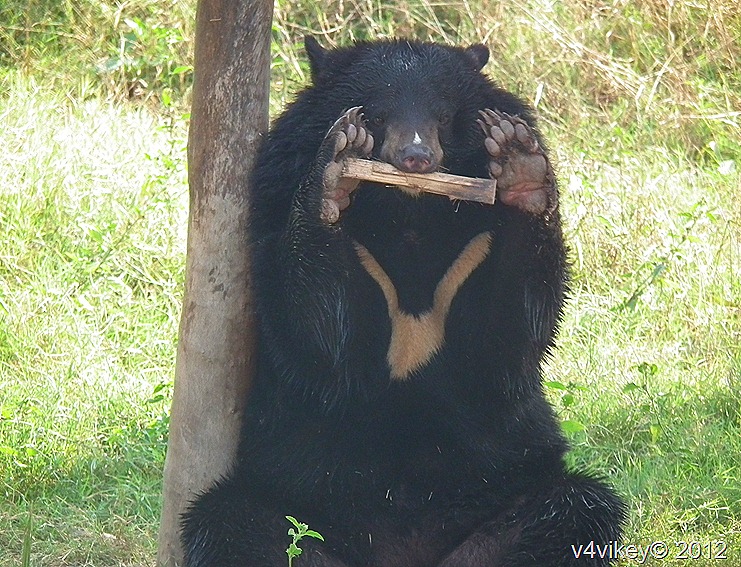White-Chested Bear