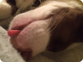 A sleeping border collie pup with tong out of mouth