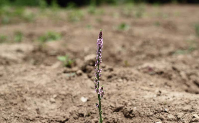 Astilbe Flowers Pictures