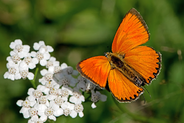 Lycaena dispar the Large Copper butterfly