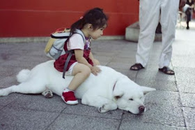 Funny Japanese Dog