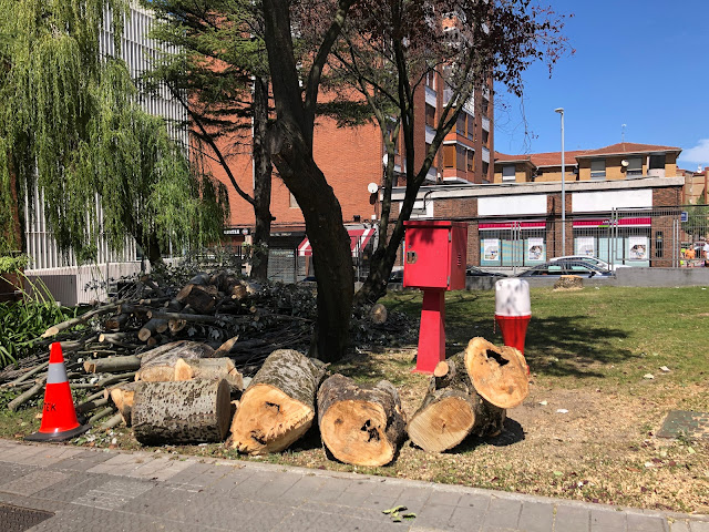 Tala de árboles en el hospital de Cruces