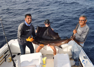 Sailfish in Cabo San Lucas