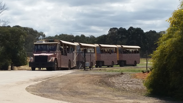 safari bus